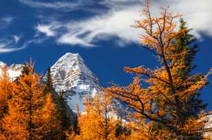 Larch trees and Mt. Assiniboine-1422 Larch trees and Mt. Assiniboine-1422